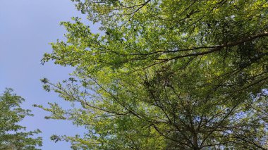 Ağaç dallarının ve yaprakların manzarası çok gölgeli ve çok güzeldir.