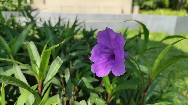 Doğada mor olan nadir bir bitki.