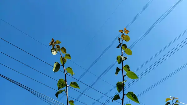Gökyüzüne dizilmiş iki güzel elektrik kablosu saplardan ve yapraklardan oluşmuş iki bitki.