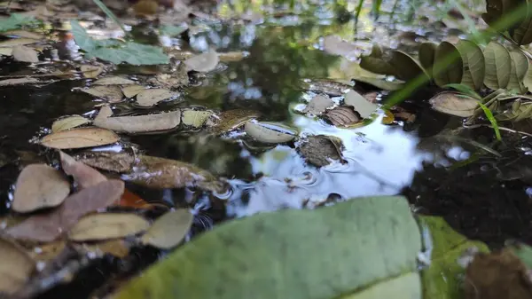 Bir yeraltı sahnesi. Doğada çok fazla su bulunan ve yaprakların döküldüğü bir yer.