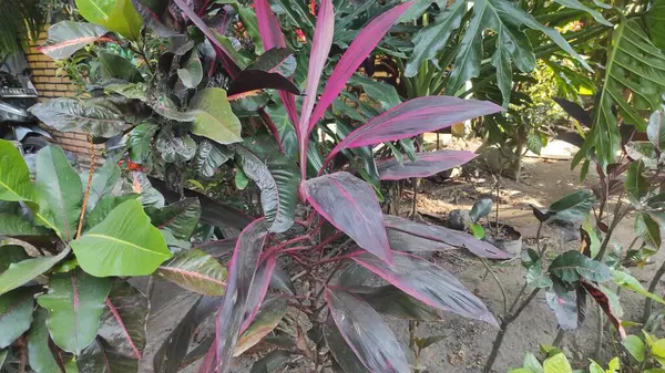 Güzel ve uzun kırmızı yapraklı süs bitkisi Cordyline Fruticosa Red Sister
