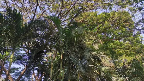 Bir sürü yaprağı olan yeşil bir ağacın altında