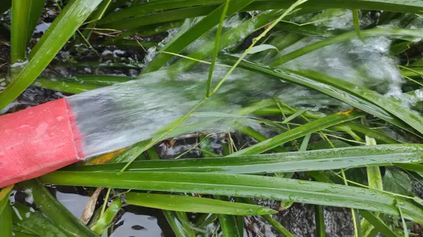 Pandan yaprakları gibi uzun yaprakları olan yeşil bir bitkiye akan kırmızı bir boru..
