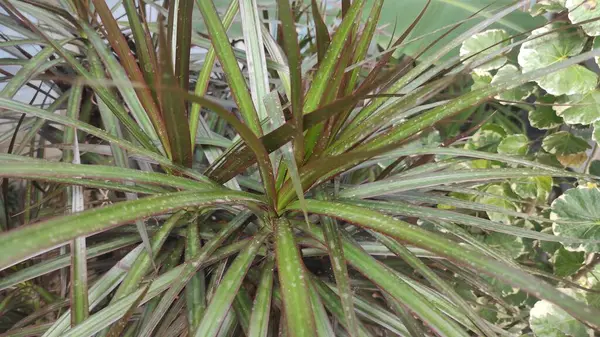 Yeşil yapraklı uzun ve geniş bir bitki.