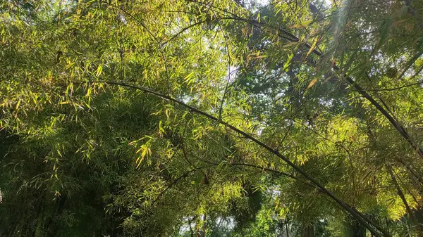 Bambu esprisi. Bir sürü yeşil ve sarı yaprak.