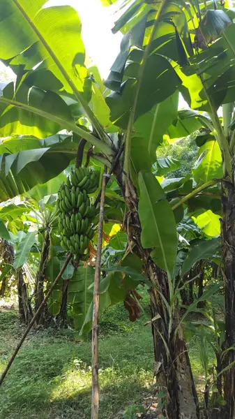 Muz ağaçları ve onlardan sarkan muzlar. Meyve gerçekten bol ve olgundur..