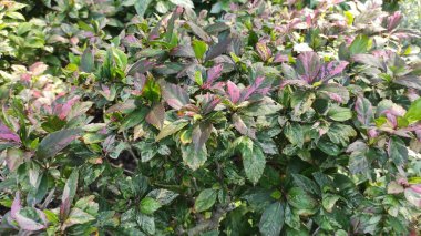 Çimli ve samanlı bitkiler.