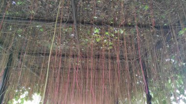 Birçok bitki kökü çitlere asılır, kökleri çoktur.