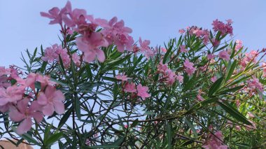 Pembe zakkum çiçeği ağacı. Bali 'den gelen tipik çiçekler ağaçta sallanıyor..