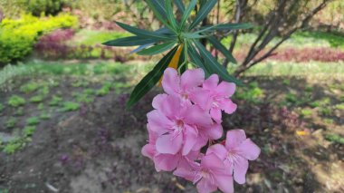 Tipik bir pembe çiçek Bali 'den, Oleander çiçeği