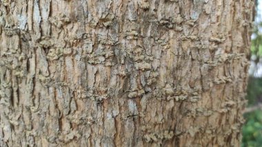 Ağaç meyvesinin dokusunda bir sürü çıkıntılı odun var.