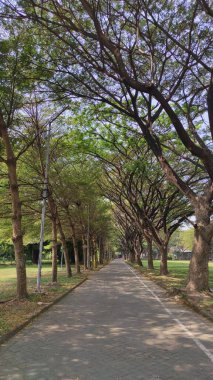 Büyük yolları ve gölgeli ağaçları olan bir park.