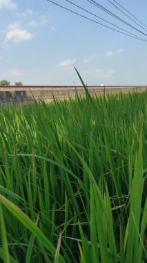 Yeşil pirinç tarlalarının üzerinde demiryolu rayları var.