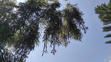 Beyaz ağaçlı bir asma bitkisi.