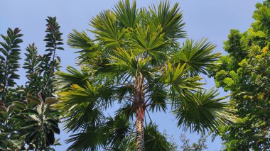 Uzun kırmızı bir palmiye ağacı.