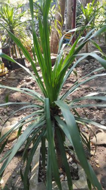 Uzun yaprakları, pandan yaprakları olan bir bitki.