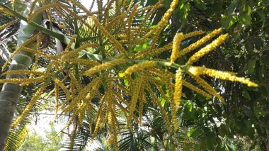 O ağaçtan sarkan sarı hurma ağaçları,
