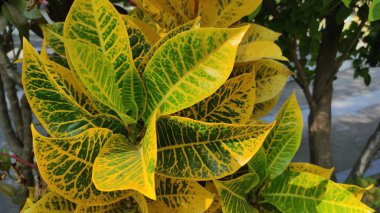 güzel sarı ve yeşil yapraklı bitki, Croton bitkisi