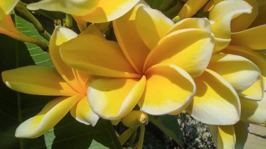 sarı ve beyaz frangipani çiçekleri tipik Bali, Plumeria rubra