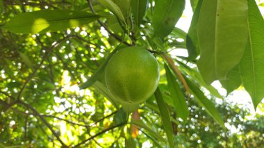 Ağaçtan sarkan yeşil bir meyve