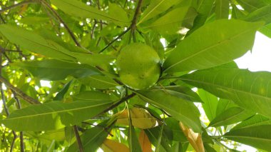 Yapraklardan sarkan büyük yeşil meyveler.