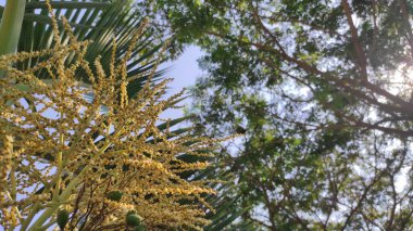 Küçük sarı palmiye tohumları