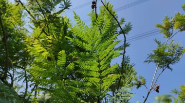 Aşağıdan görünen küçük yuvarlak yeşil yapraklı bitki, Gleditsia triacanthos Sunburst