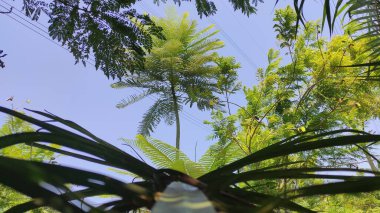 Aşağıdaki palmiye ağacından palmiye ağacı görünümü