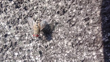 Gri bir taşın üzerinde gri bir sinek