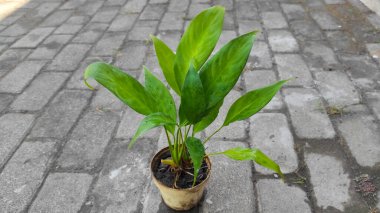 Lily Peace (Spatthiphyllum wallisii) Minik saksıda çiçek