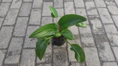 Siyah kaplarda güzel süs bitkileri