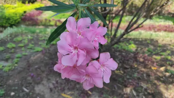 Bali 'den tipik pembe bir çiçek. Adı Oleander çiçeği. Bir ağaçtan sarkan.