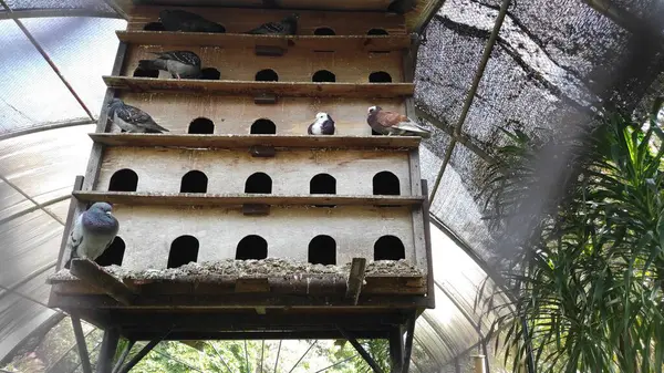 İçinde birkaç kuş bulunan büyük bir güvercin kafesi.