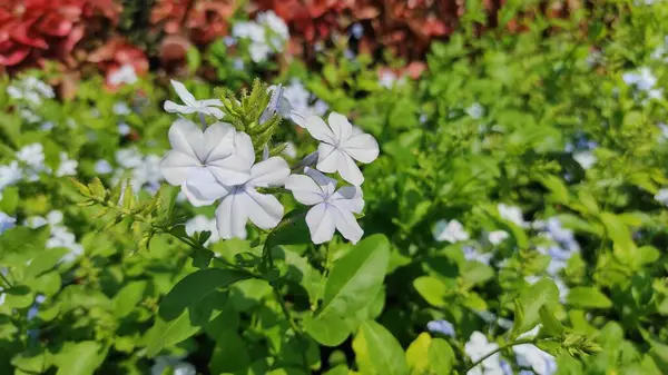 Güzel küçük çiçekler ve Bali 'nin tipik pek çok türü beyazdır, Plumbago Auriculata