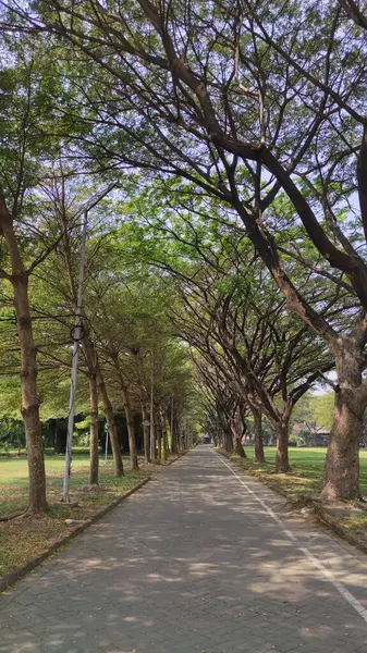 stock image a park with large paths and shady trees