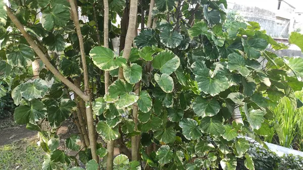 Küçük, yeşil yapraklı bir bitki.