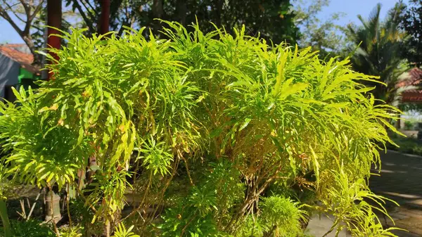 Bali 'nin tipik güzel bitkisi Euodia Bitki Cinsi Aile Rutaceae