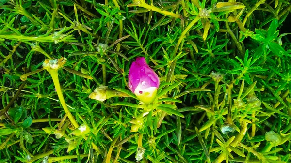 Kapanan ve çiçek açmayan pembe bir çiçek, sevimli Bali Çiçeği