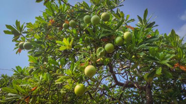 Büyük kare bir sandalye.