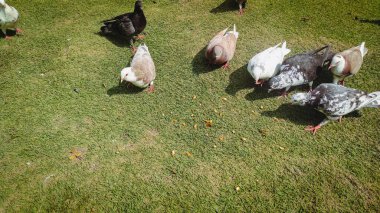 Büyük kare bir sandalye.