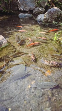 Büyük kare bir sandalye.