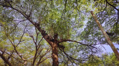 Dalları yaprakların üzerine yayılmış birçok ağacın altından bir manzara.