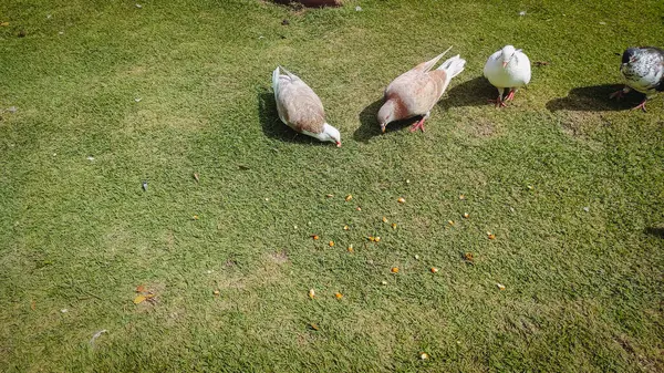 Büyük kare bir sandalye.