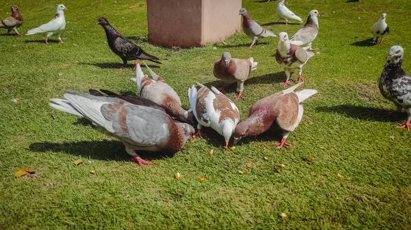 Büyük kare bir sandalye.