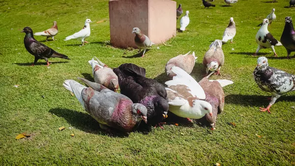 Büyük kare bir sandalye.