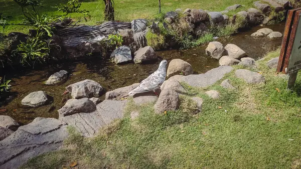 Büyük kare bir sandalye.