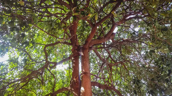 Bir sürü yaprağı olan güzel bir ağacın altından bir manzara.