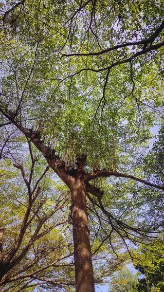 Dalları yaprakların üzerine yayılmış birçok ağacın altından bir manzara.