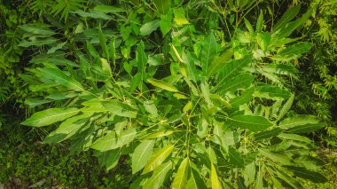 Yeşil bir bitki. Bir sürü güzel bitki.