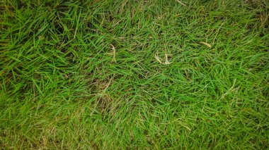 Çimenlerin dokusu yeşil ve yerde tazedir.